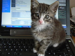 Couldn't think of a suitable image, so here is a kitten on a computer.